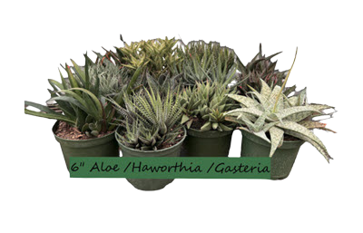 Aloe-Gasteria-Haworthia Assortment